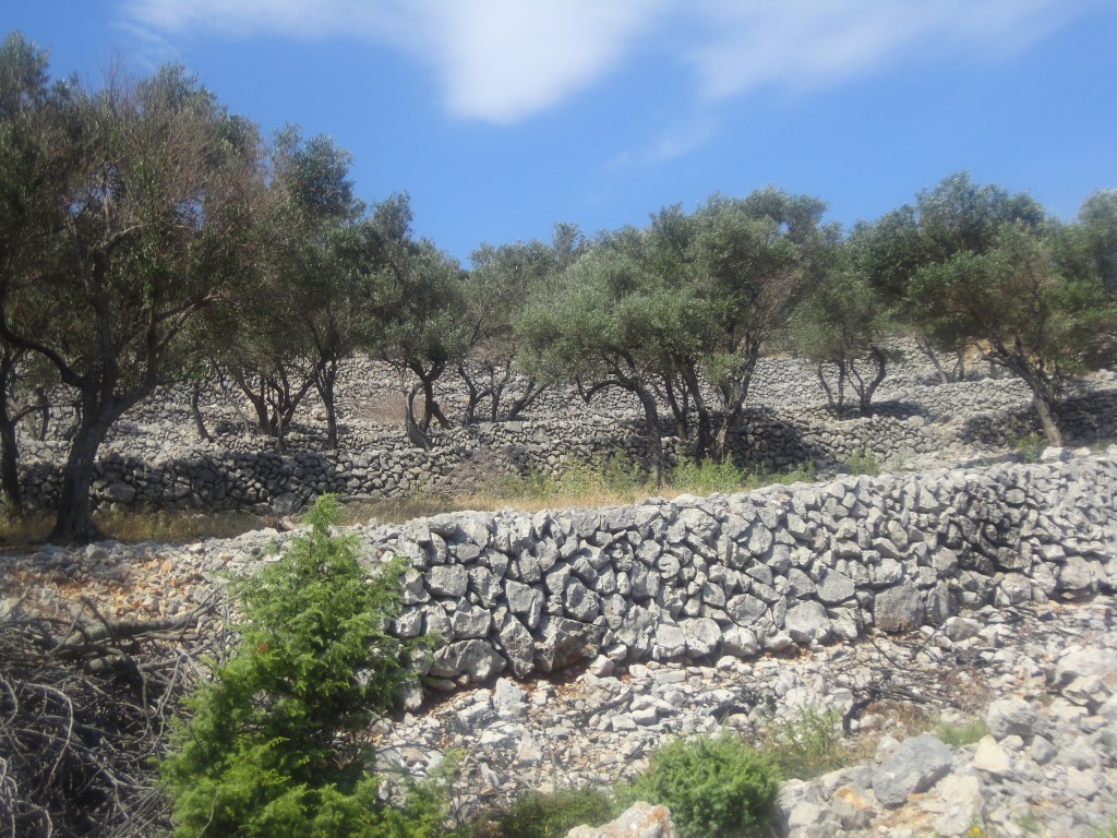 Oliveto a Ponta Grassa 