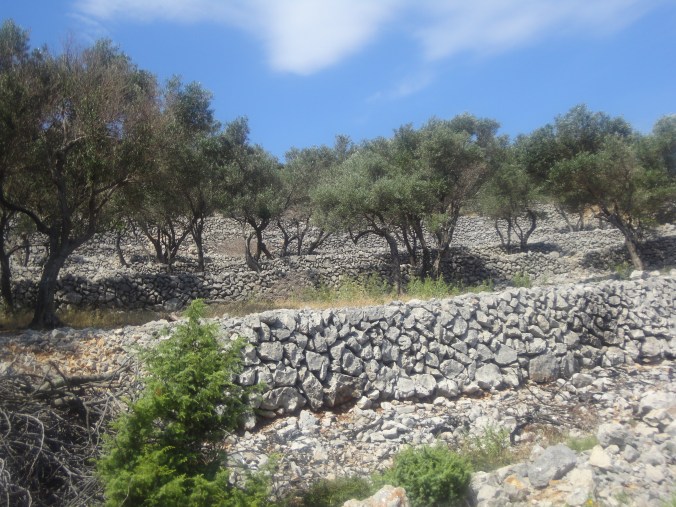 Oliveto a Ponta Grassa